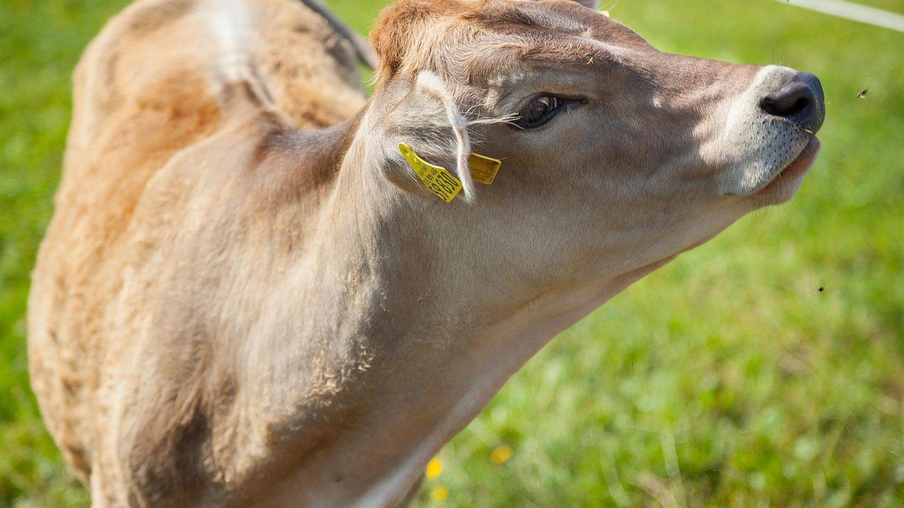 Ganze Ferienwohnung, Ferienwohnung für 2 Personen (51 m²) in Immenstadt in Immenstadt, Bayerisch Schwaben