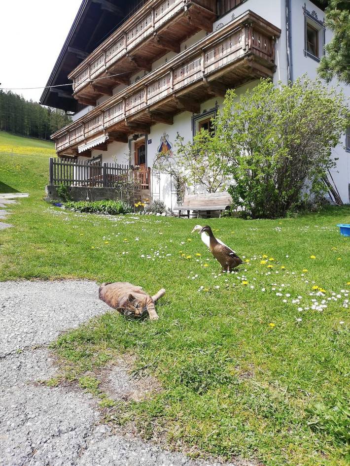 Dreibettzimmer in Stubaier Alpen, Gries am Brenner
