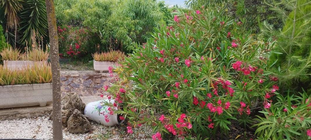 Casa rural para 12 personas, con vistas además de jardín y piscina en Comarca del Noroeste (Murcia) - 3