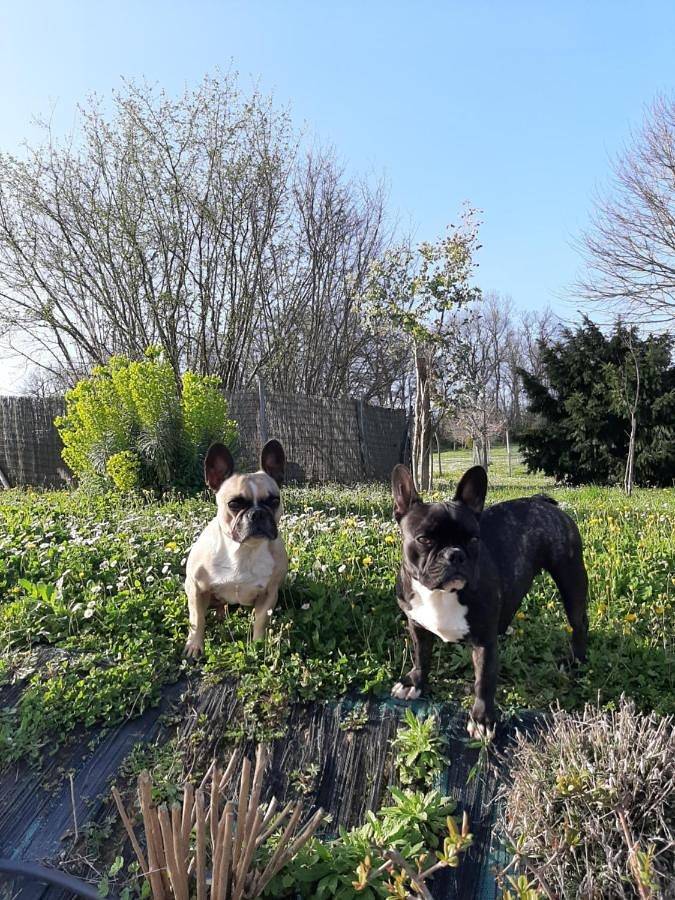 Chambre d’hôte pour 2 personnes, avec jardin ainsi que jacuzzi et terrasse en Dordogne - 2