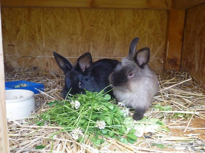 Ferienwohnung für 6 Personen, mit Balkon, kinderfreundlich in Tettnang - 2