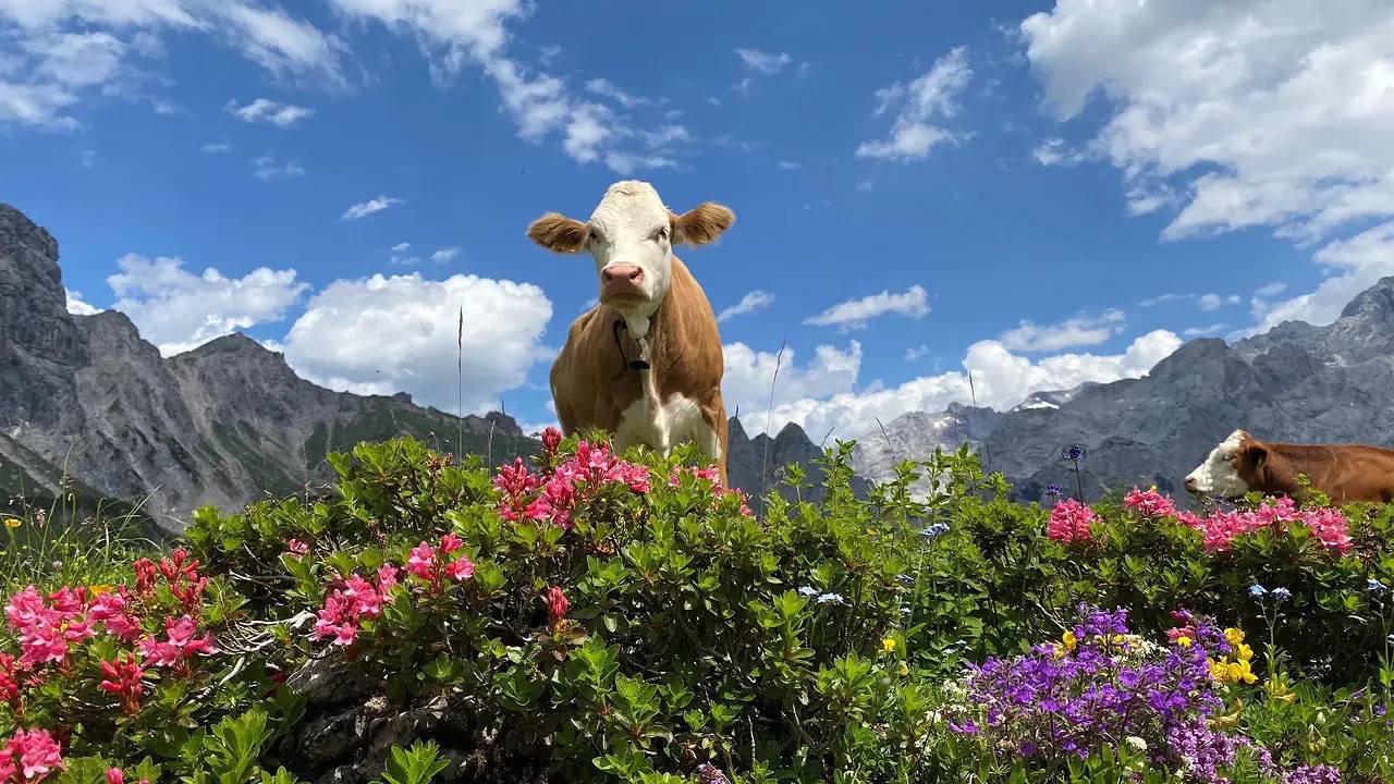 Ganze Ferienwohnung, Ferienwohnung für 2 Personen (47 m²) in Ramsau am Dachstein in Ramsau am Dachstein, Schladming-Dachstein