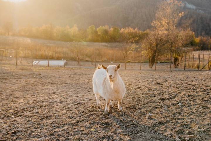 Gîte pour 11 personnes, avec piscine et jardin, animaux acceptés à Ponzone - 4