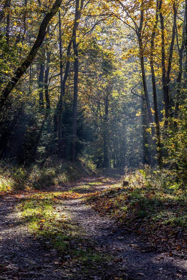 Gîte pour 3 personnes, avec jardin ainsi que vue et terrasse à Plaine (Bas-Rhin) - 4