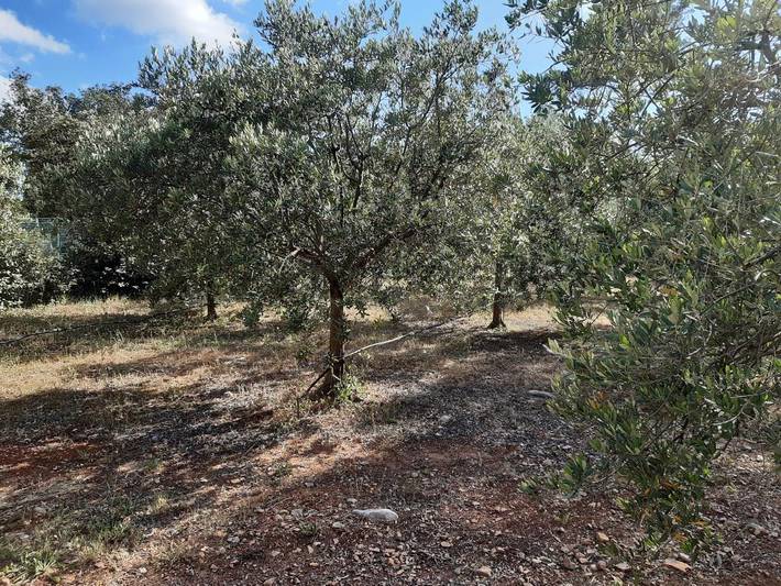 Chambre d’hôte pour 2 personnes, avec terrasse et vue ainsi que piscine et jardin à Taradeau - 3