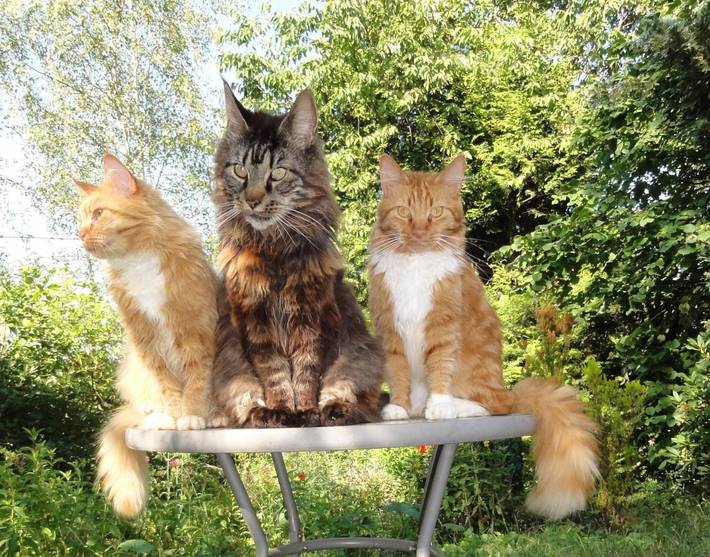 Maison de campagne pour 6 personnes, avec jardin et vue à Biederbach - 4