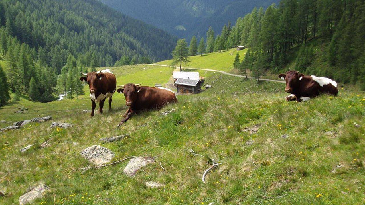 Ferienhaus für 6 Personen (60 m²) in Innervillgraten in Innervillgraten, Osttirol