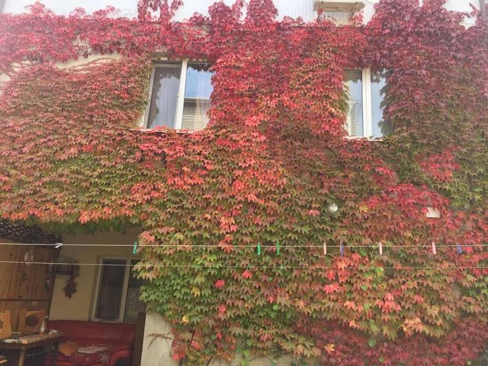 Maison d’hôte pour 4 personnes, avec terrasse, animaux acceptés à Odessa - 2