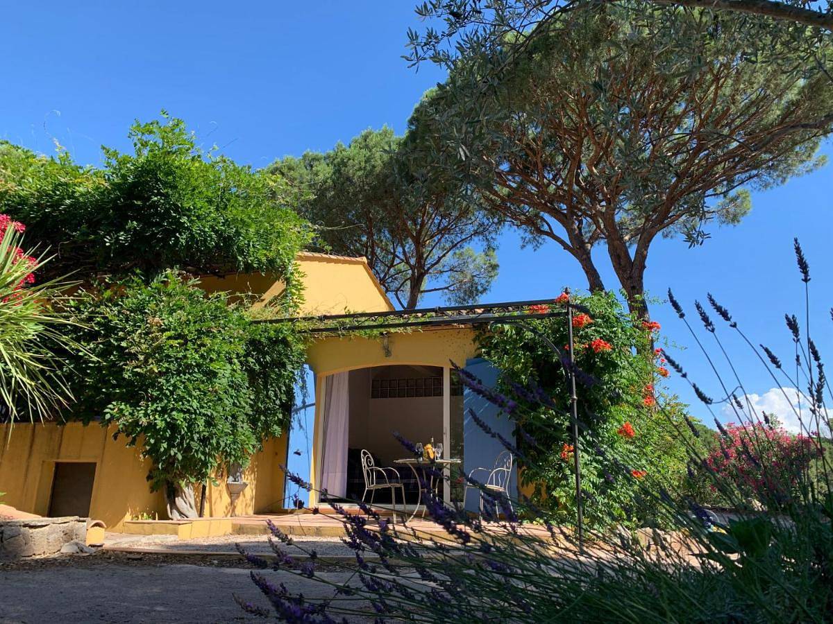 Sous les pins parasols in Vidauban, Côte méditerranéenne (France)