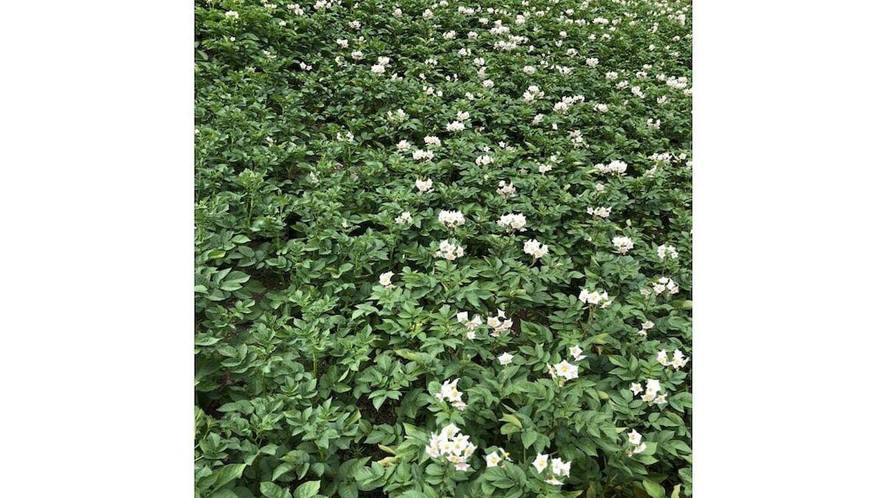 Ferienhaus für 8 Personen (95 m²) in San Lorenzo Di Sebato in San Lorenzo di Sebato, San Lorenzo di Sebato e dintorni