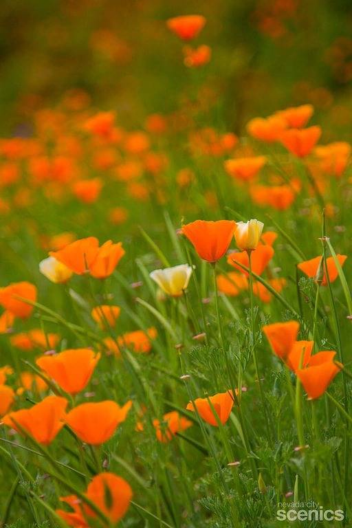 Ganze Wohnung, Downtown gemütliches Refugium in Grass Valley, Nevada County