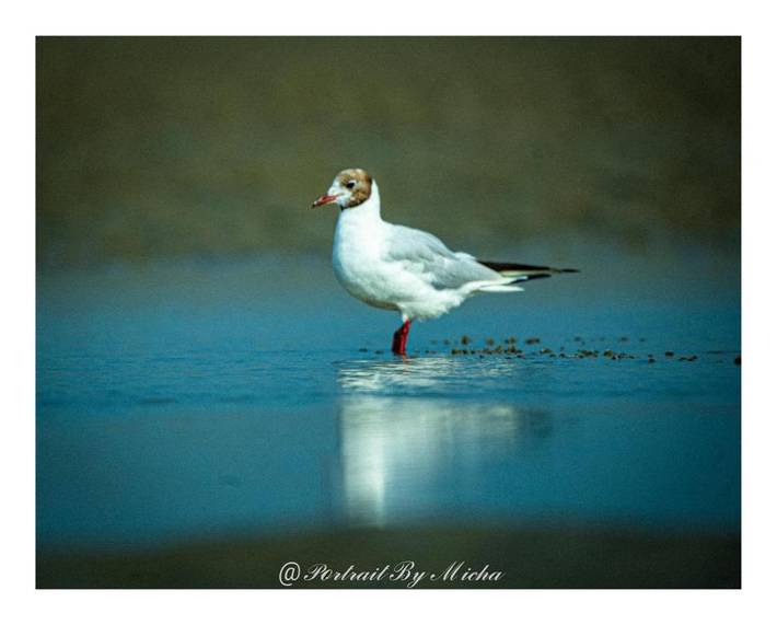 Location de vacances pour 2 personnes, avec vue et jardin, animaux acceptés dans Stella Plage - 2