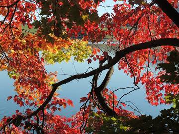 Log Cabin for 6 Guests in Cayuga Lake, Seneca County, Picture 2