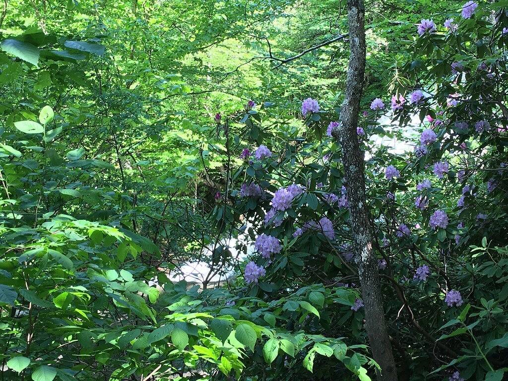 White Rock Cabin, Auf Dem Tye River in Nelson County