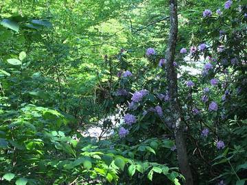 Vacation House for 4 Guests in Shenandoah Valley, Virginia, Picture 2