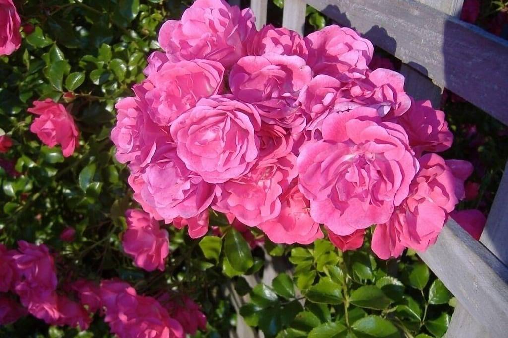 Ganze Wohnung, Reine Alpine Luxury Nähe Mt Ruapehu in Ruapehu District