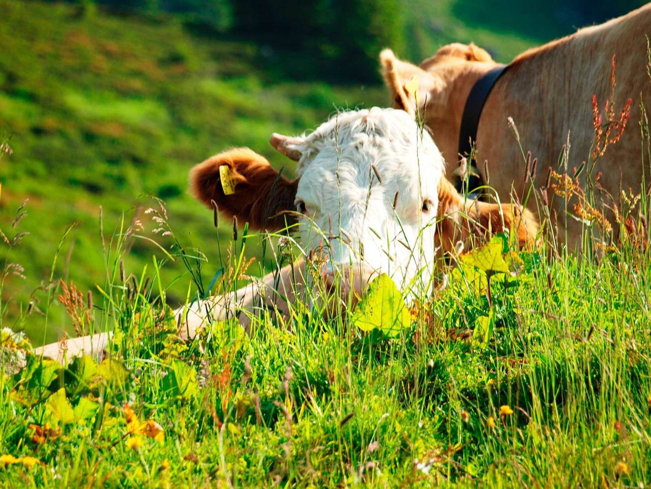 Ganze Ferienwohnung, Appartements Kella-Egg - Appartement Deluxe 3 Personen mit Terasse in Rätikon Gebirgsgruppe, Brand