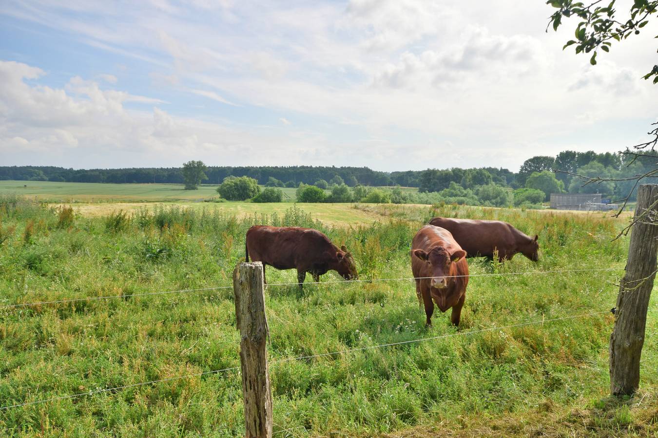 Ganze Ferienwohnung, Ferienwohnung Feldblick auf dem Bauernhof am Schweriner See in Bad Kleinen, Nordwestmecklenburg (Wismar und Umgebung)