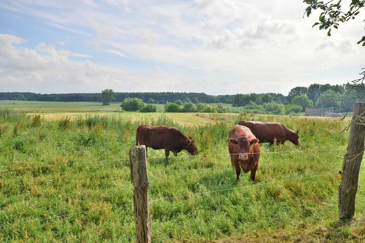 Bauernhof für 4 Personen, mit Ausblick und Garten, kinderfreundlich in Mecklenburg-Schwerin - 4