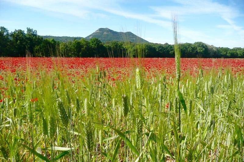 Quadruple Room with Garden View in Tavernes, Région de Brignoles