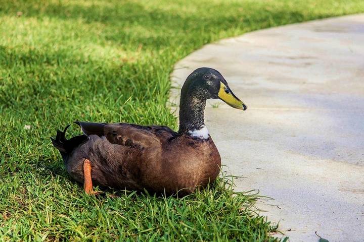 Casa rural con piscina para 2 personas, con piscina además de jardín y piscina para niños en Costa de la Luz - 4