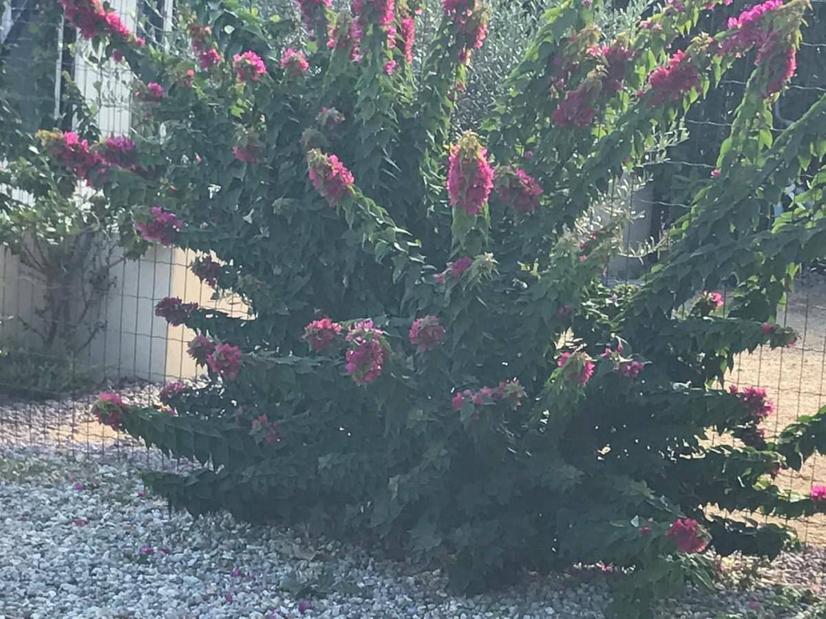 Entire apartment, Pdm Appartement Paese di Mare in Santa-Lucia-di-Moriani, Corte region