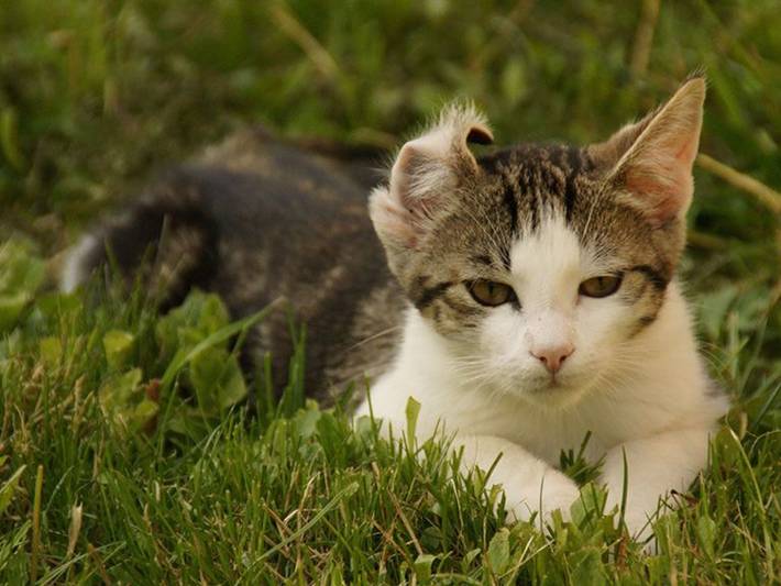 Ferienwohnung für 3 Personen am Attersee - 3