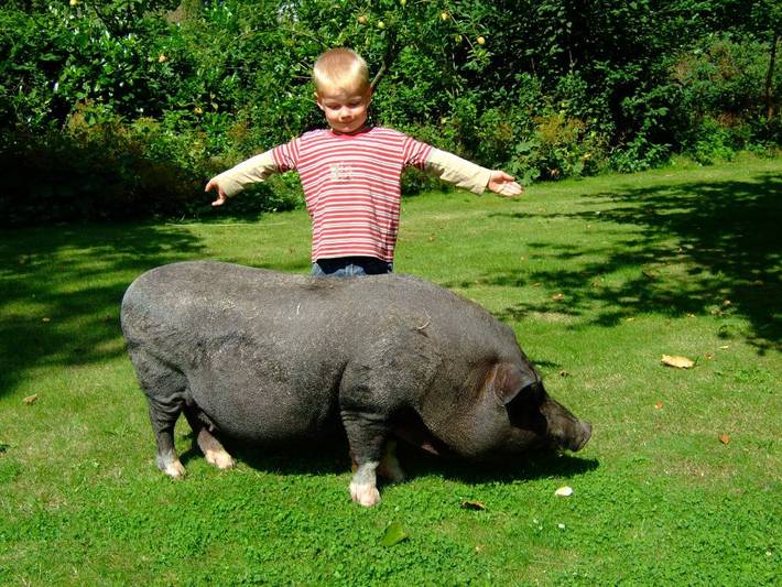 Bauernhof für 4 Personen, mit Garten und Sauna in Kappeln & Umgebung - 2