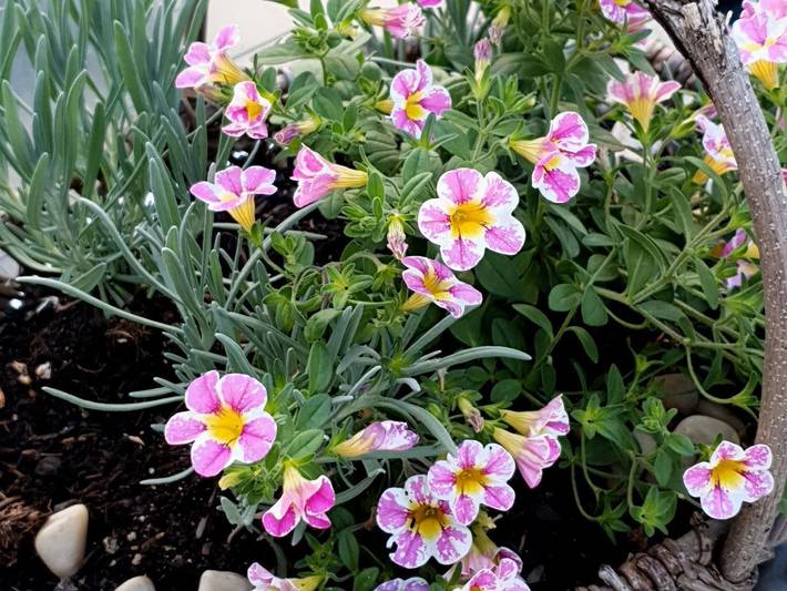 Ferienhaus für 2 Personen, mit Garten und Balkon, kinderfreundlich in Rhön-Hessen - 2