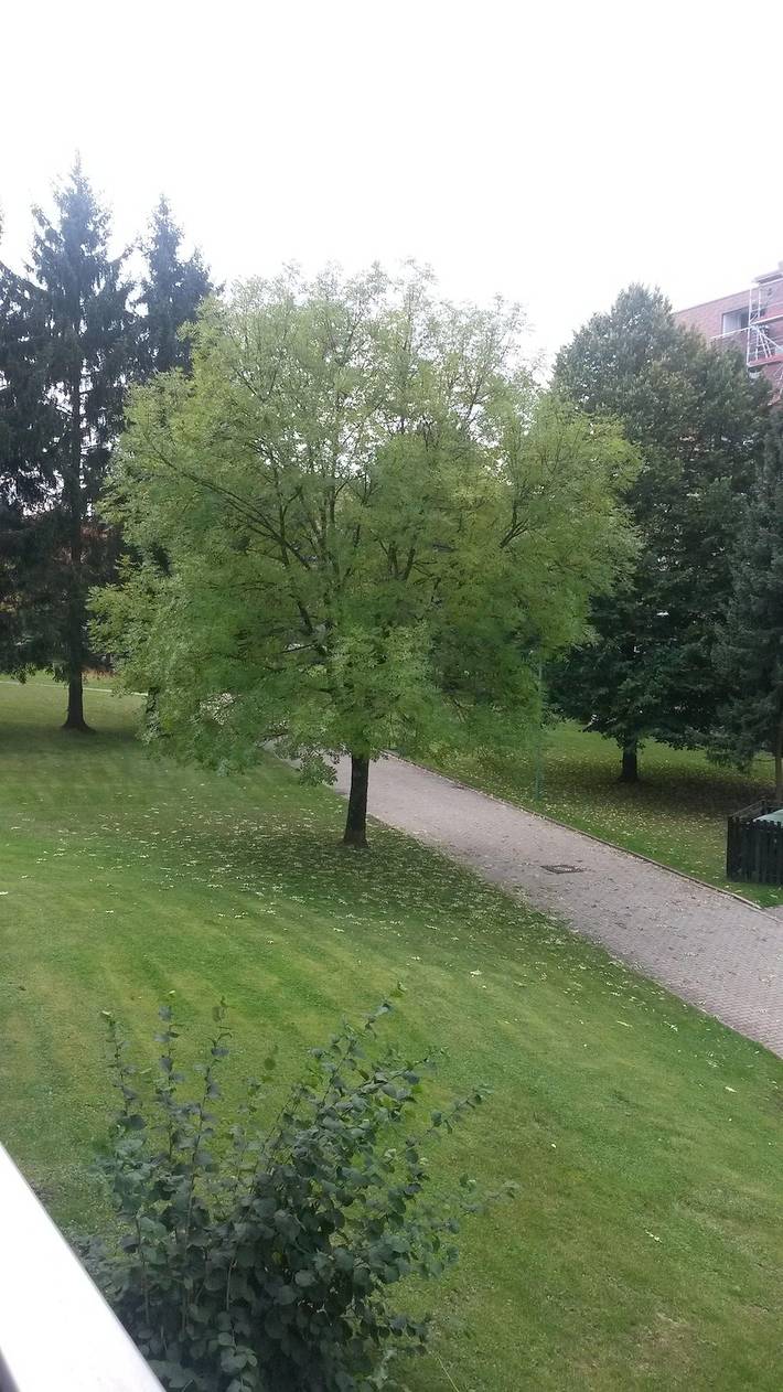 Ferienwohnung für 3 Personen, mit Pool und Sauna sowie Balkon in Altenau - 2