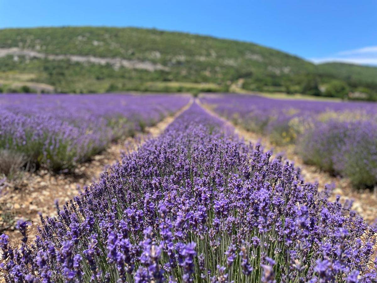La Bastide des Bourguets Adults Only, Mont Ventoux in Sault, Parc naturel régional du Mont-Ventoux