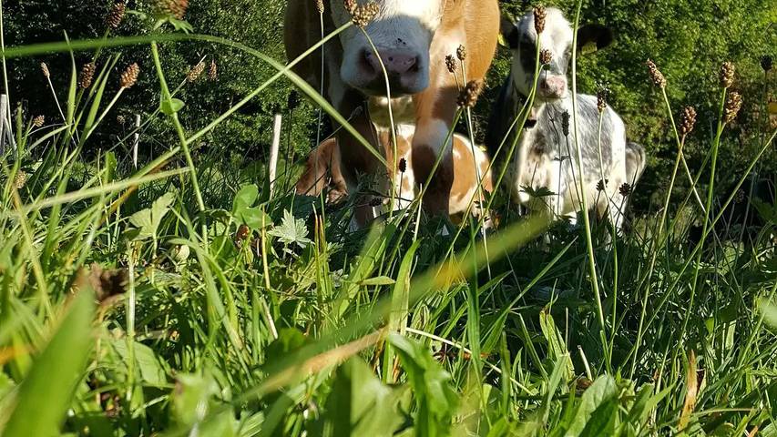Bauernhof für 5 Personen, mit Garten in Rettenberg - 3