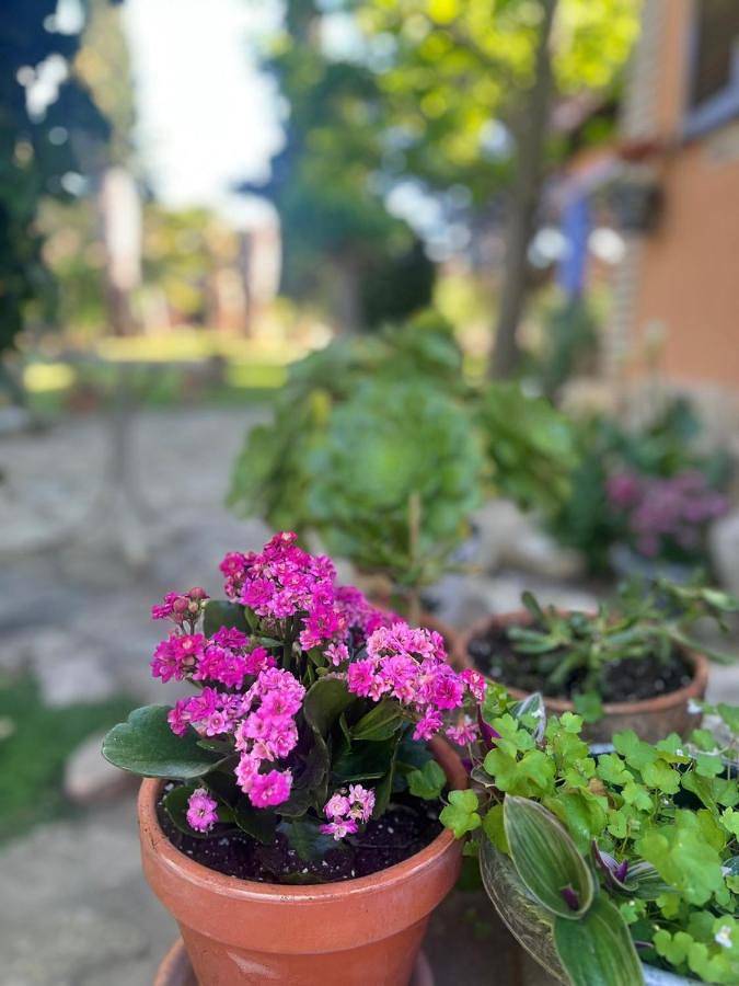 Casa rural para 6 personas, con vistas y jardín, Se admiten mascotas en Campo de Belchite - 3