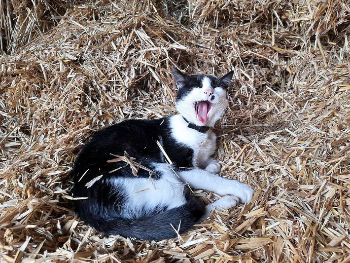 Bauernhof für 4 Personen, mit Garten, kinderfreundlich in Fünfseenland - 3