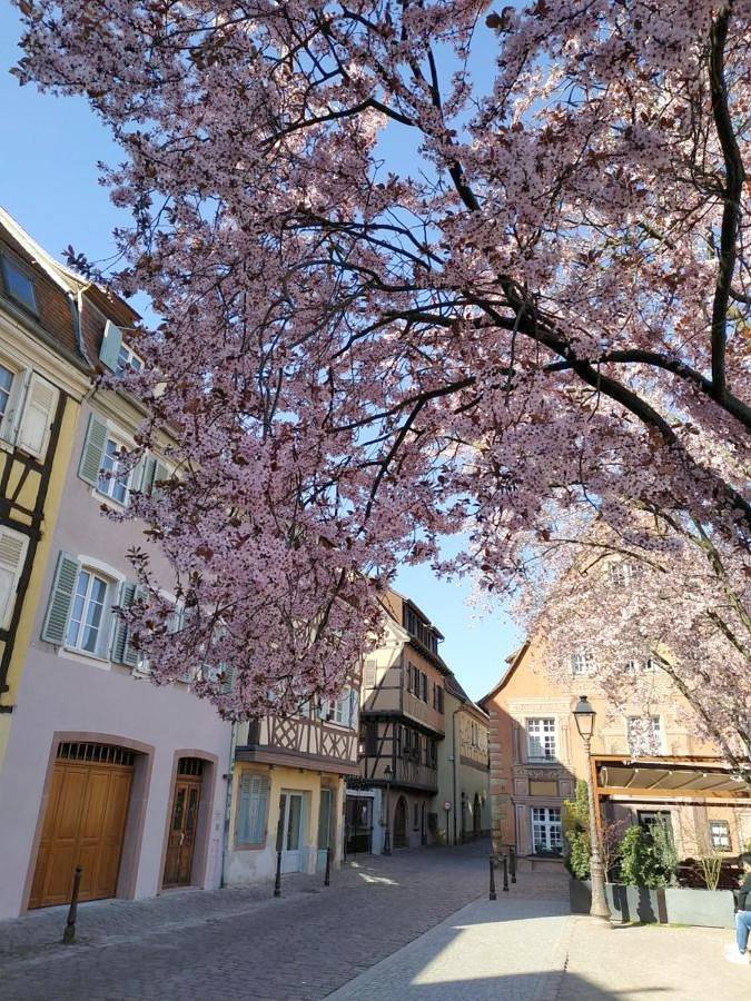 Ferienhaus für 7 Personen, mit Ausblick, mit Haustier in Colmar - 4
