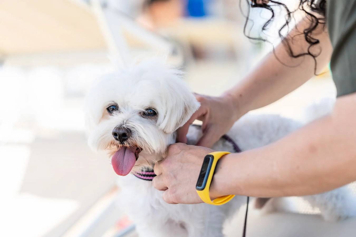 Bungalow Animali Ammessi 4 persone in Costa Adriatica Abruzzo