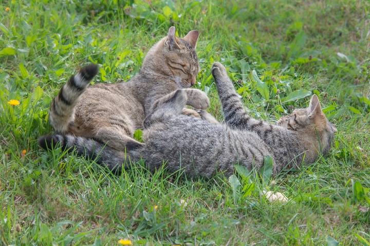 Bauernhof für 5 Personen, mit Garten und Balkon, kinderfreundlich im Bayerischer Wald - 3