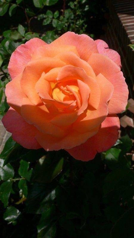 Ferienwohnung für 2 Personen, mit Garten und Terrasse, kinderfreundlich in Lemkendorf - 4