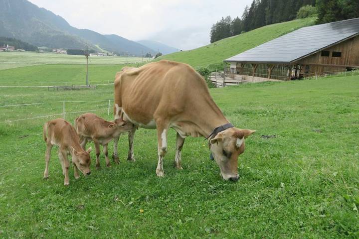 Gîte pour 2 personnes, avec vue et jardin à Dobbiaco - 3