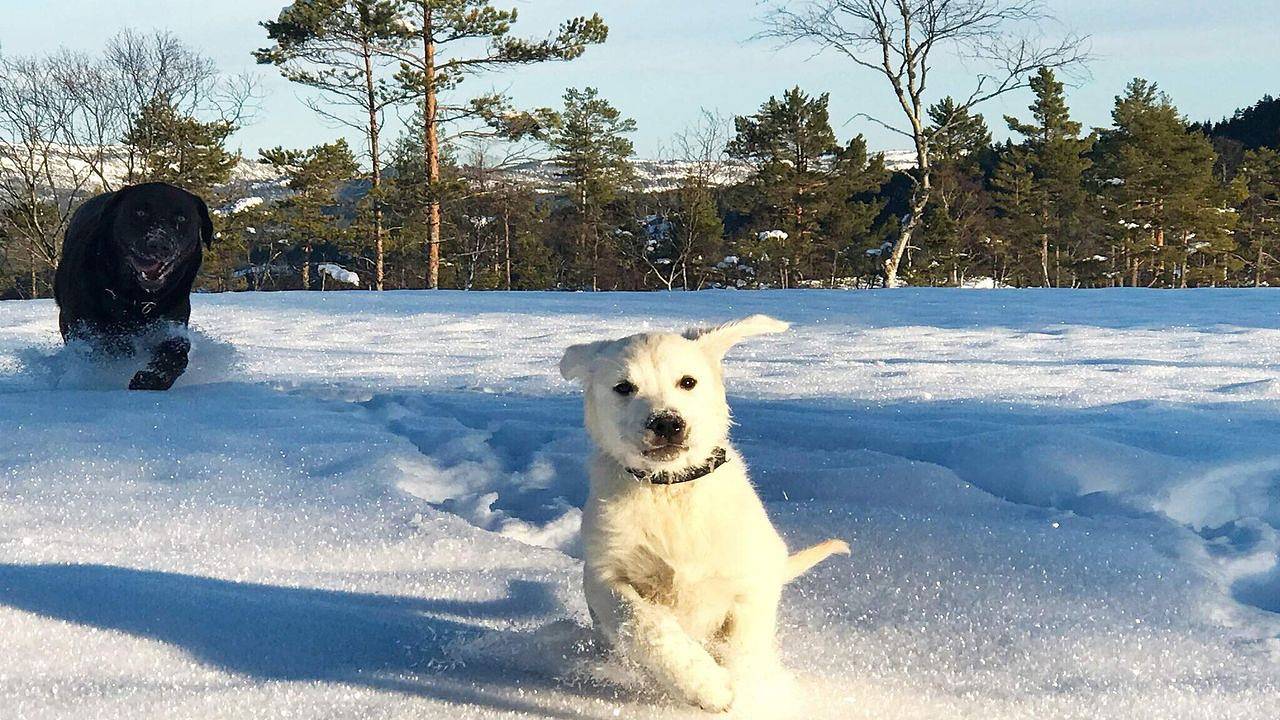 Ferienhaus für 15 Personen (210 m²) in Nissedal in Nissedal