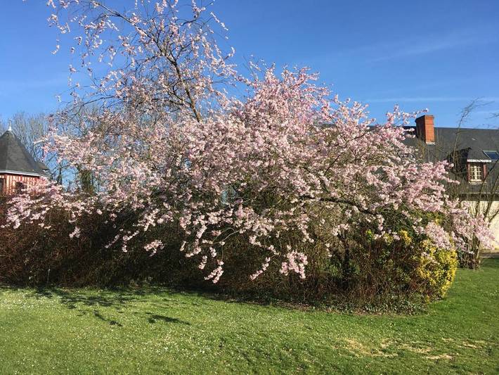 Location de vacances pour 4 personnes, avec jardin, animaux acceptés à Saint-Arnoult (Seine-Maritime) - 2