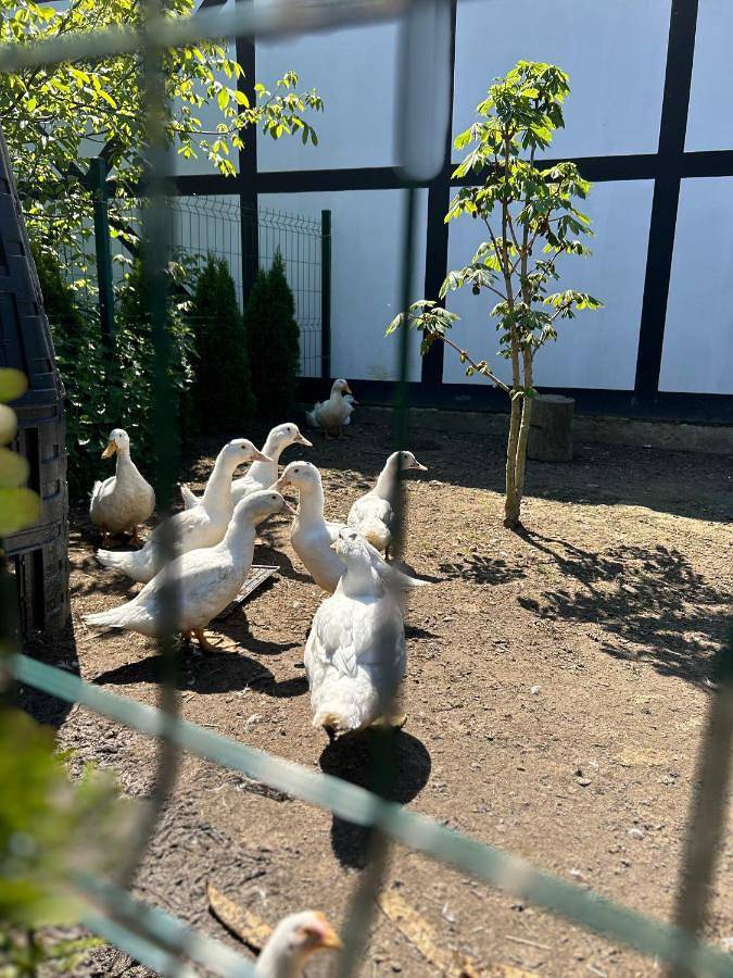 Domki letniskowe nad morzem in Bobolin, Powiat Sławieński