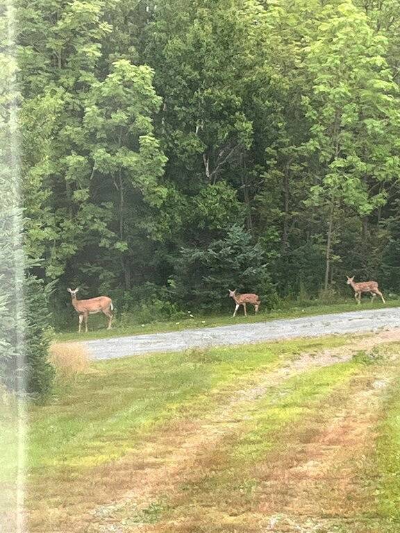 Writer’s Retreat. Secluded Waterfront Bras d’Or Lake, Cape Breton in Richmond County