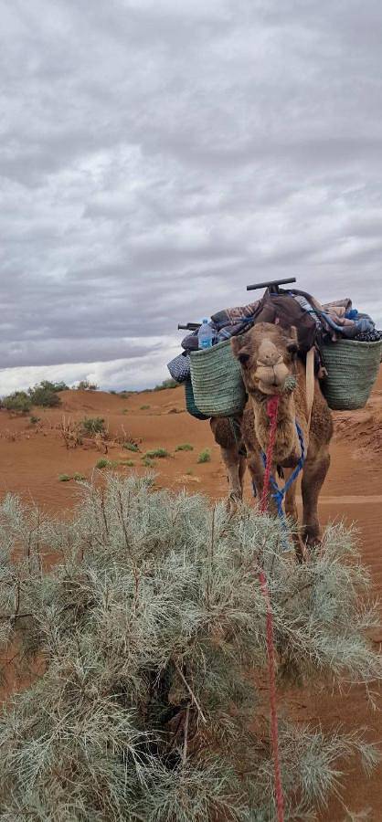Tente pour 2 personnes, avec vue et jardin, animaux acceptés au Maroc - 2