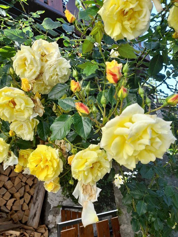 Gîte pour 4 personnes, avec jardin et balcon à Craveggia - 4