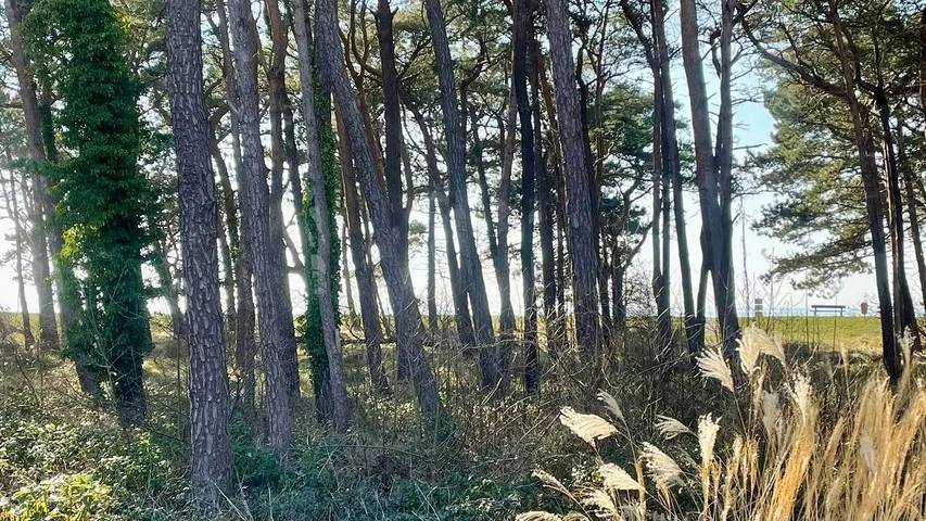 Ferienhaus für 2 Personen, mit Garten, mit Haustier in Thiessow - 2