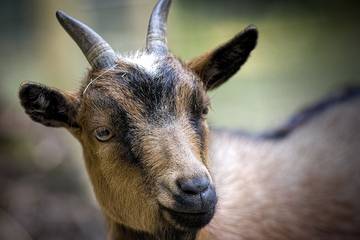 Cottage for 4 Guests in Victoria - Vancouver Island, Picture 3
