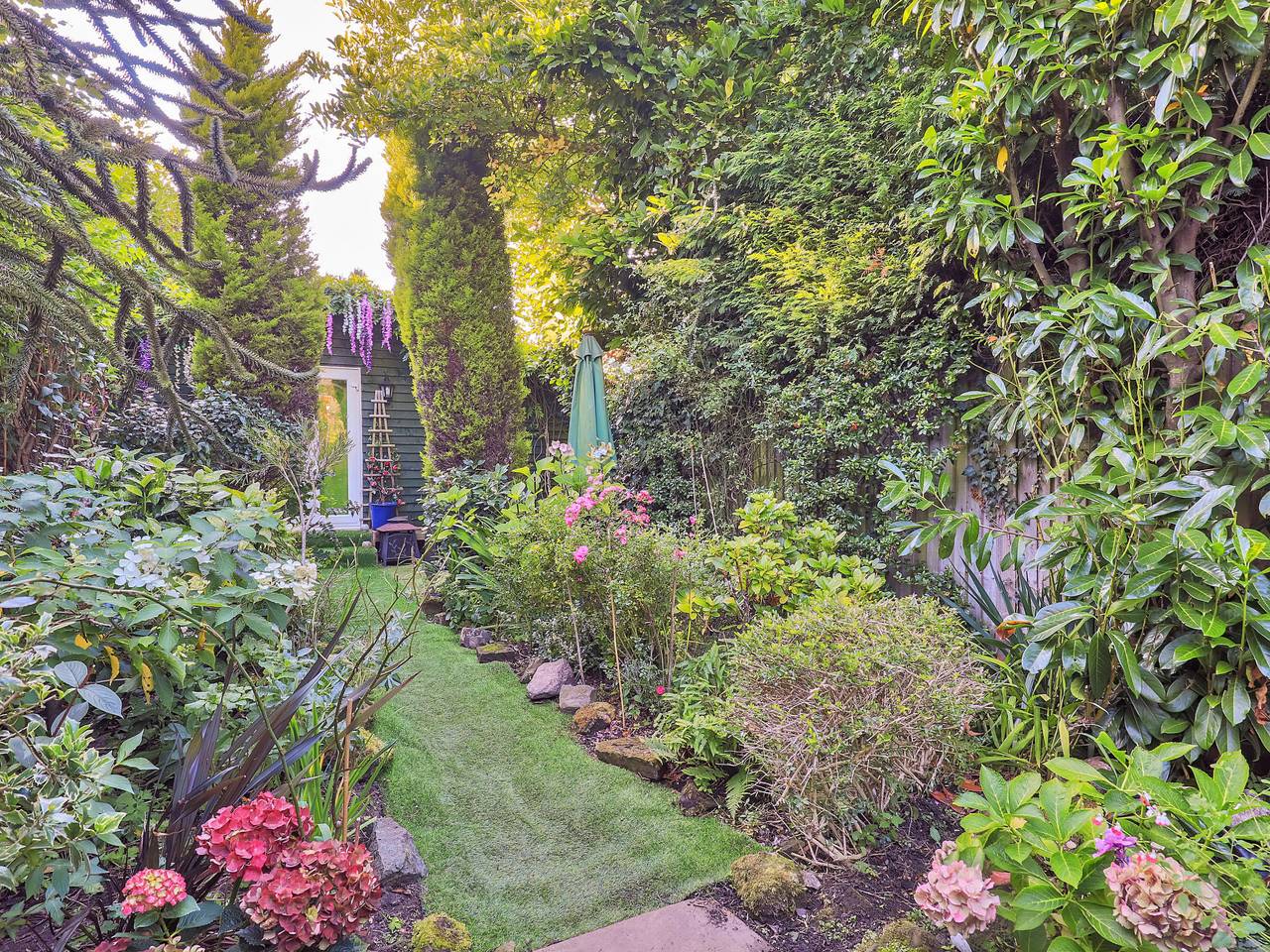 Bracken in Dormansland, Surrey