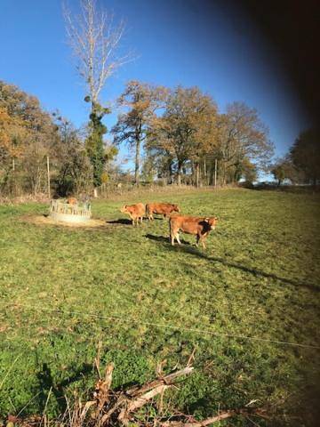 Location de vacances pour 2 personnes, avec vue et jardin ainsi que piscine et terrasse à Mayrinhac-Lentour - 4