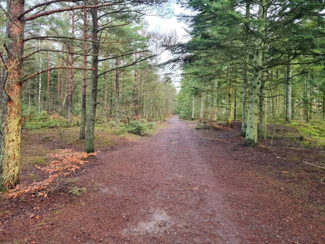 Ruhiger Ruckzug in Rabjerg in Råbjerg-Bunken, Ålbæk